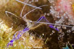 Pederson Shrimp. Nikon d7000, 60mm macro lens, Ikelite ho... by Boz Johnson 